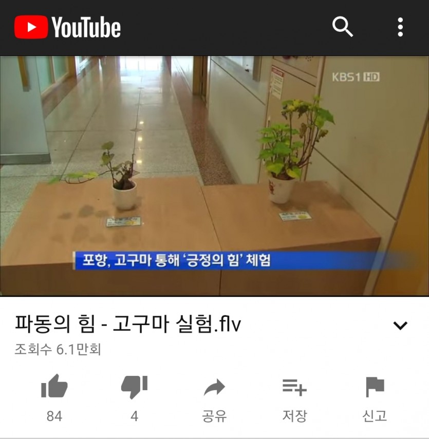 고구마실험 